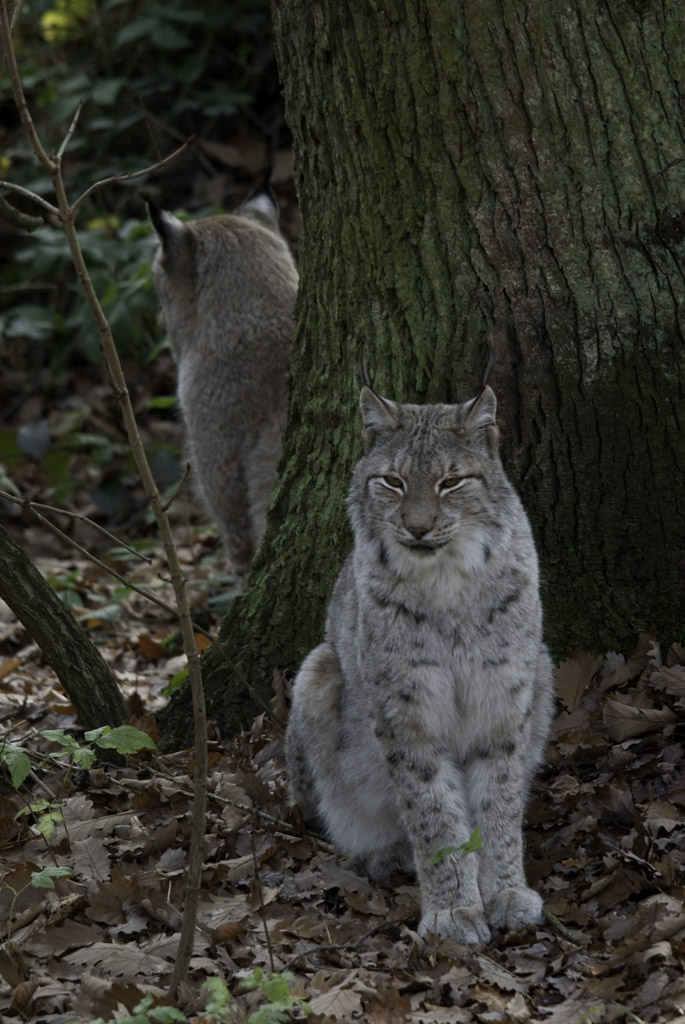 doppel luchs