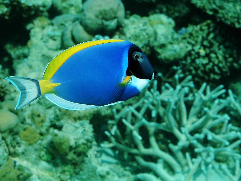 Dori