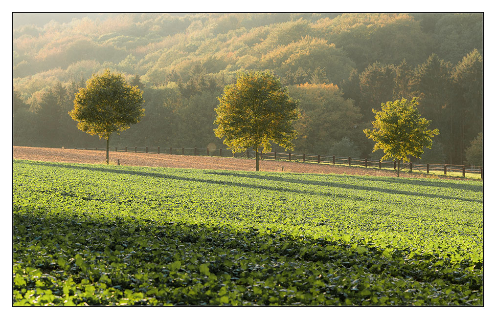 Dortmunder Herbst 4