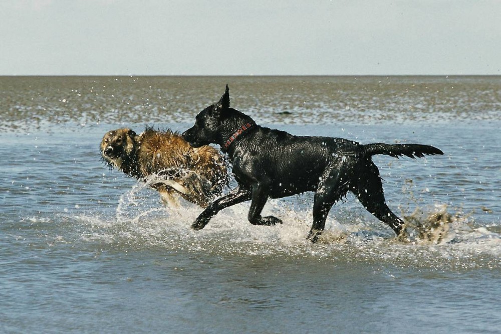dorum2002 hunde