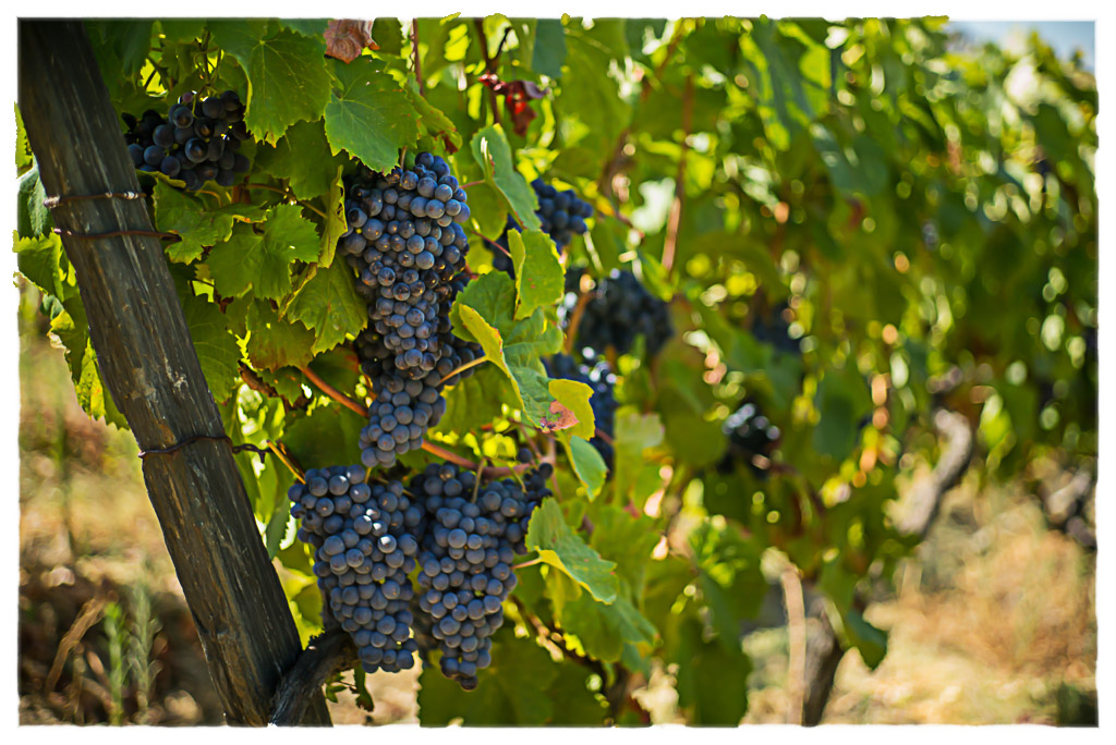douro grapes