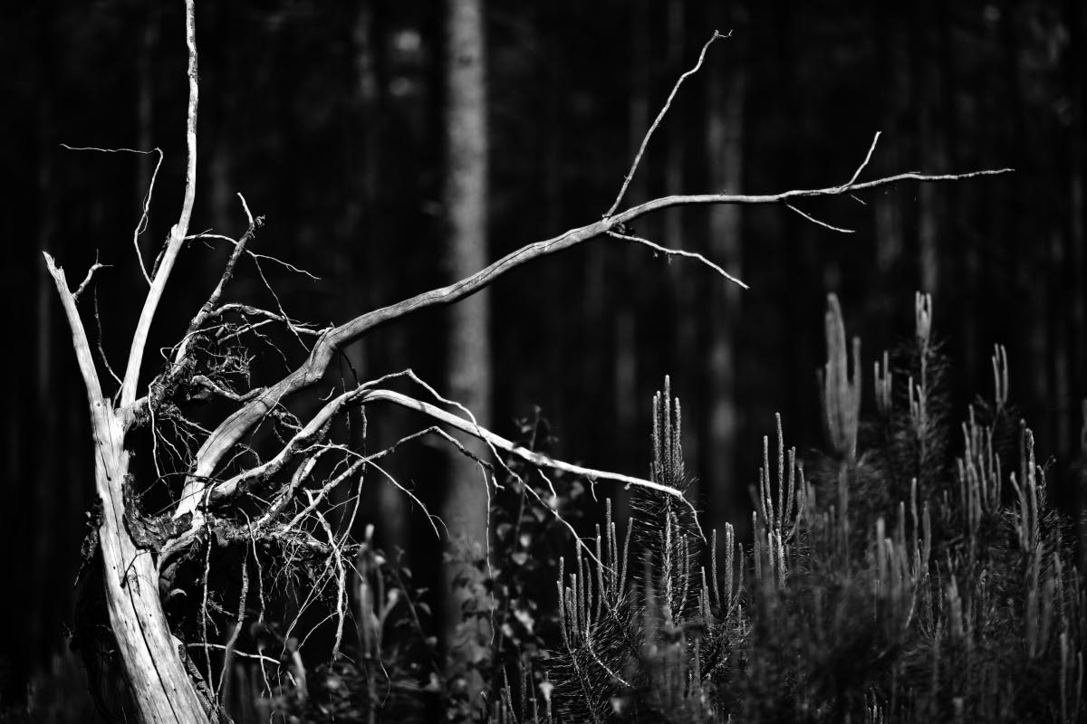 Downside up BW.jpg