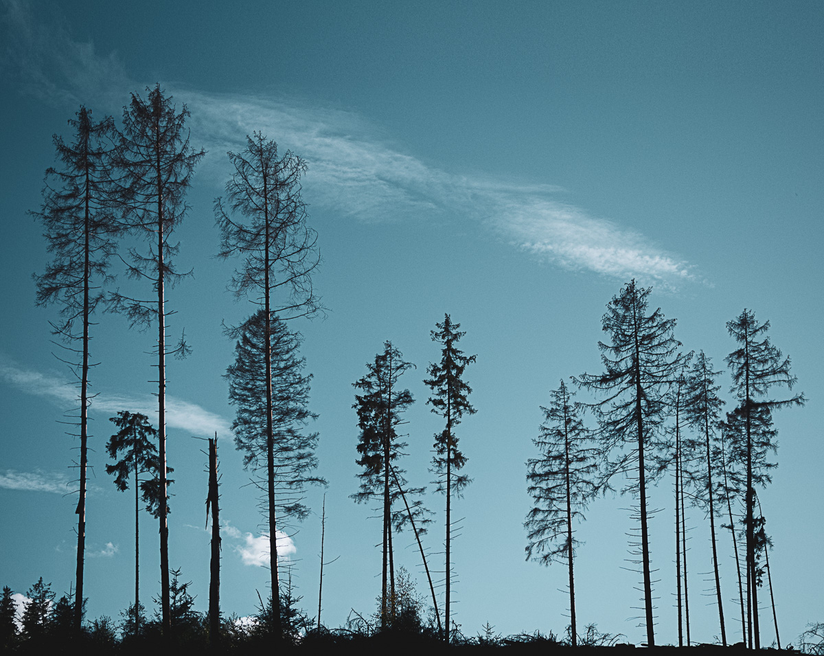 Downward Branch