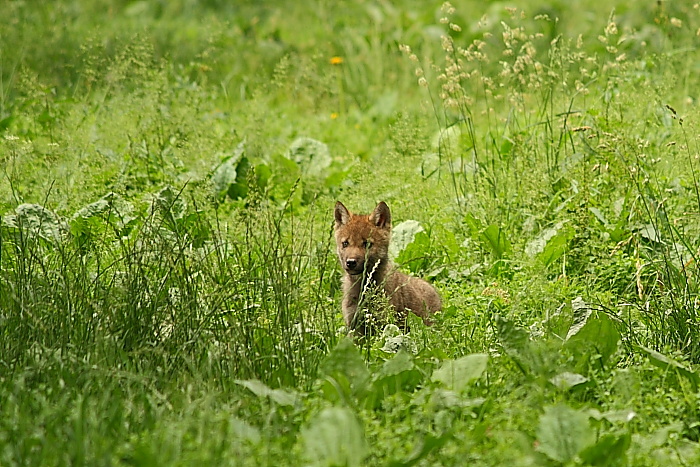 DPP 0545