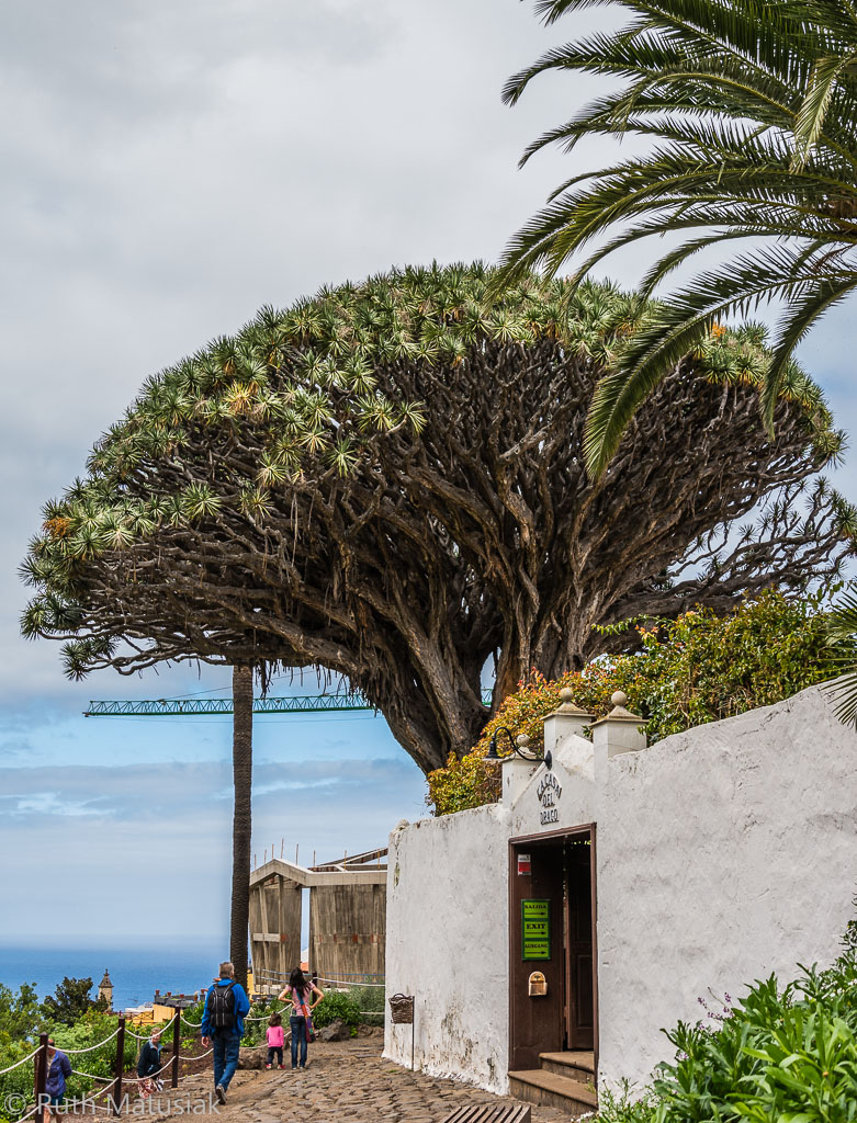Drachenbaum in Icod de los Vinos