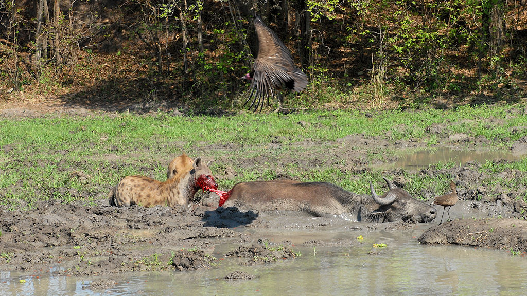 Drama im South Langwa
(3350)