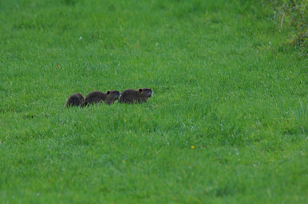 Drei klein Nutria