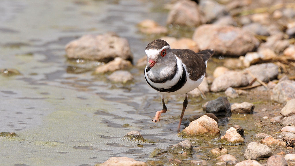 Dreibandregenpfeifer (ThreeBandedPlover)
Seronera, Serengeti
4361