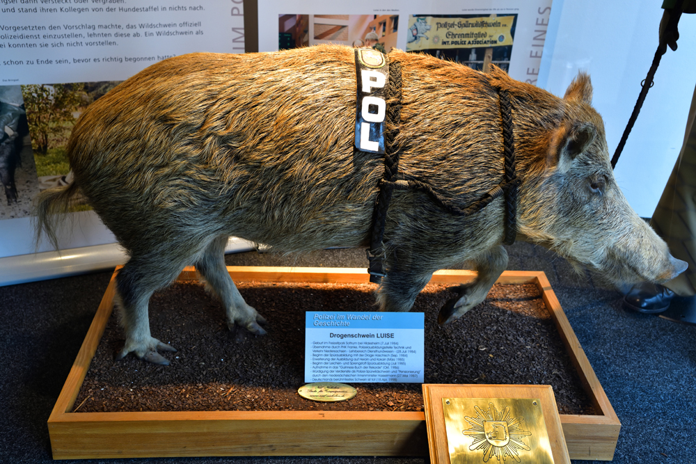 Drogenschwein Luise.jpg