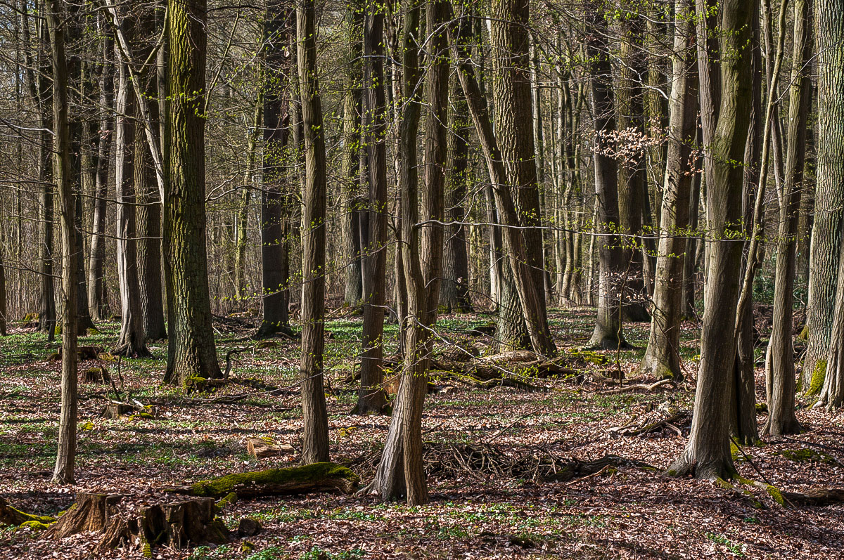 Droher Holz (1 von 1).JPG