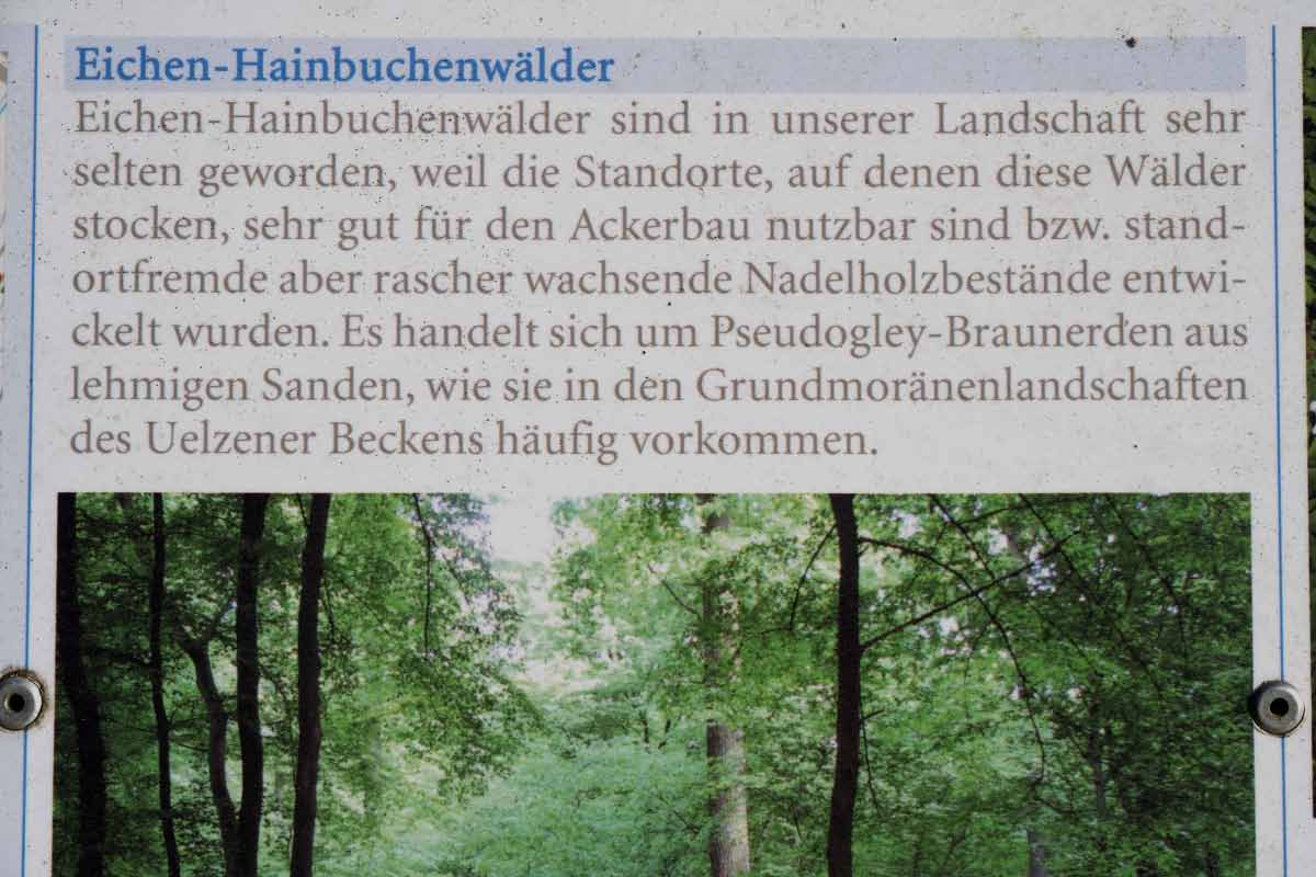 Droher Holz 2.jpg
