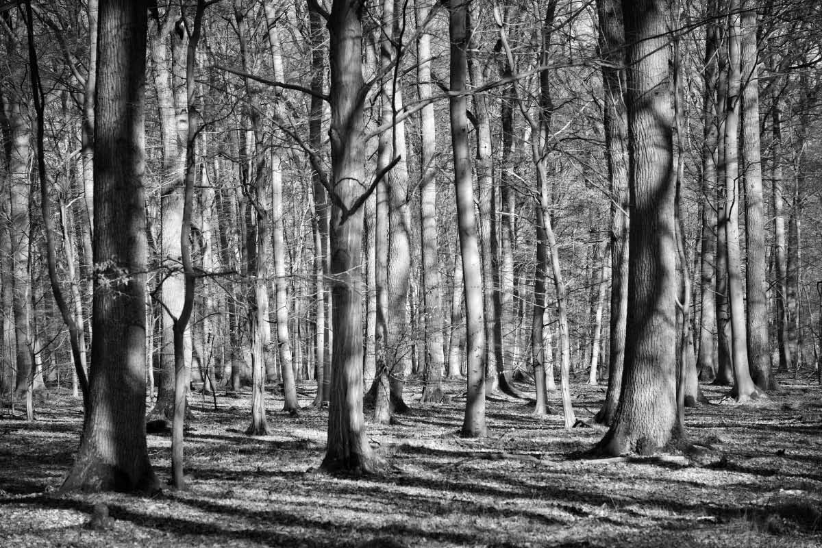 Droher Holz im Februar BW.jpg