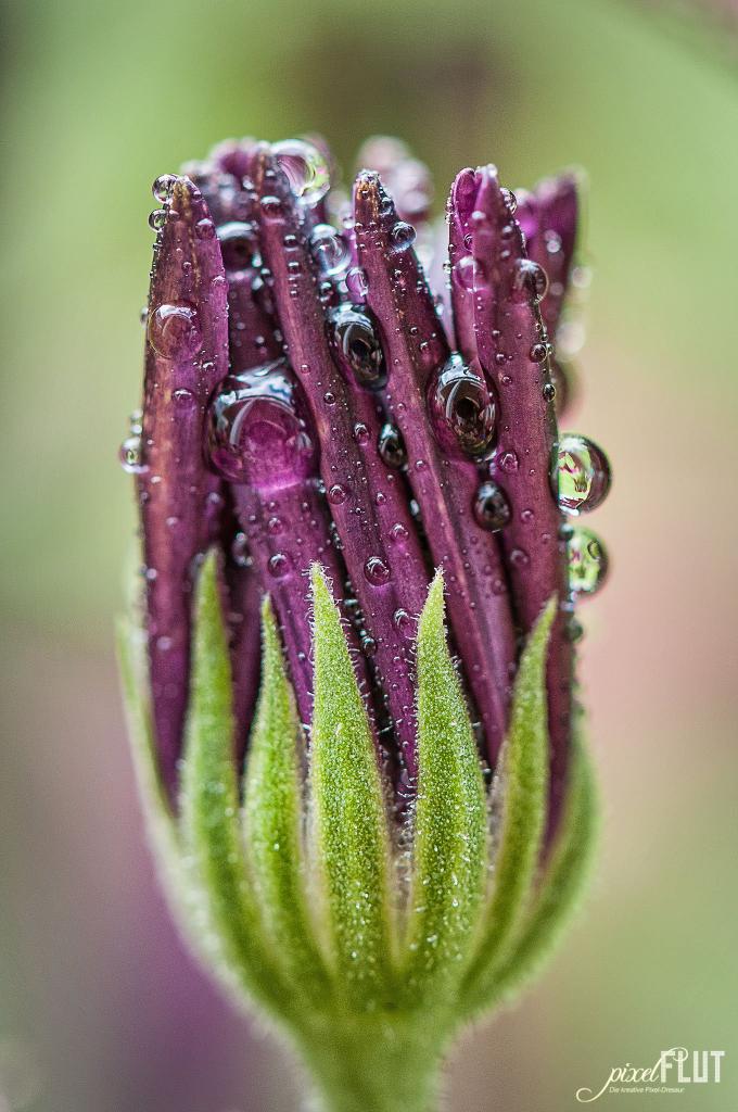drops