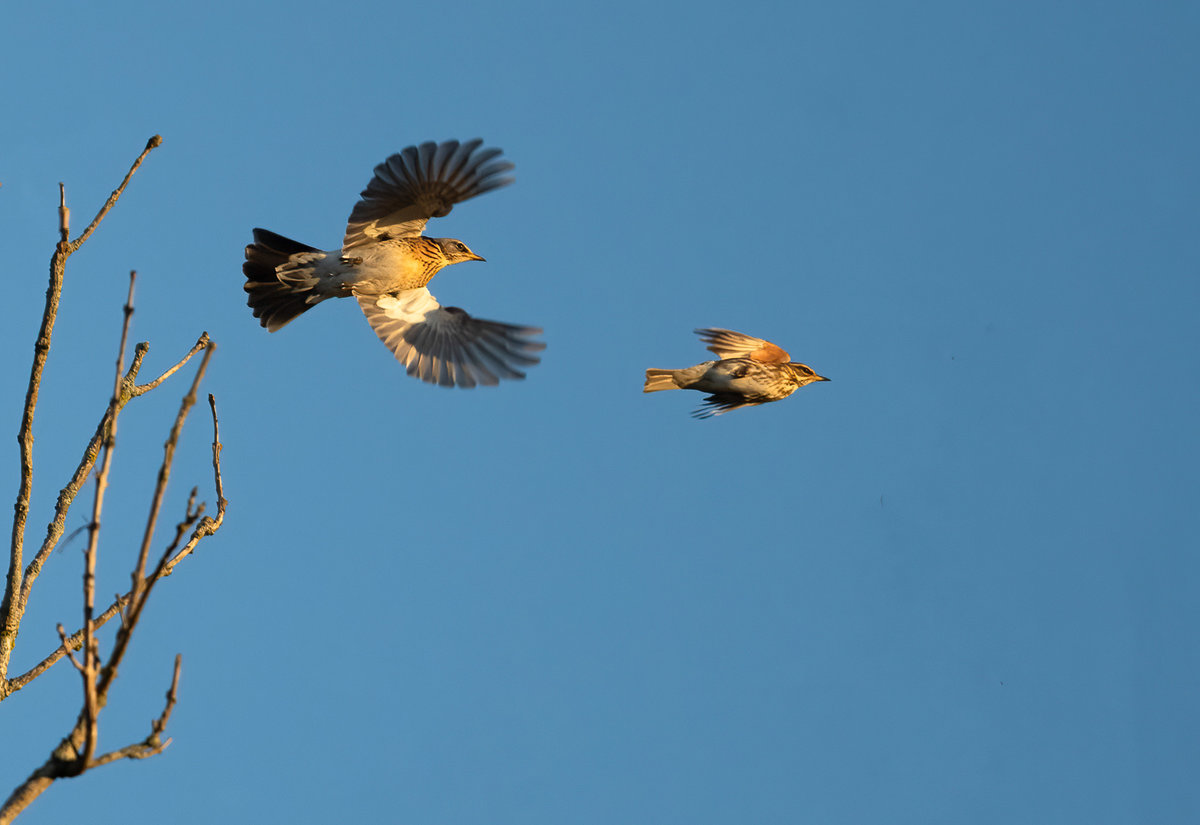 Drossel Abflug.jpg