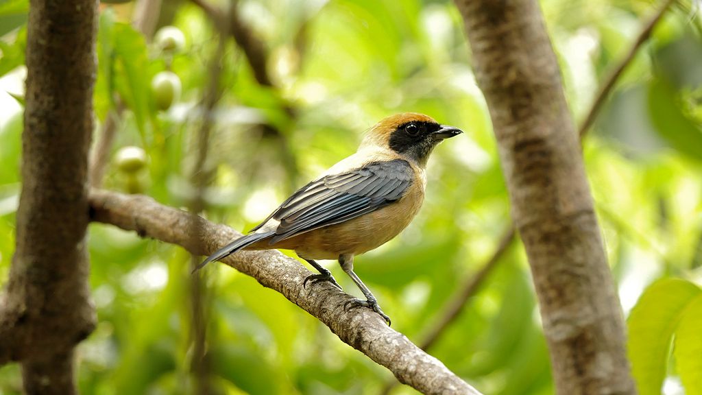 Drosseltangare (Burnisched Buff Tanager)
Rockview Lodge, Annai
3761