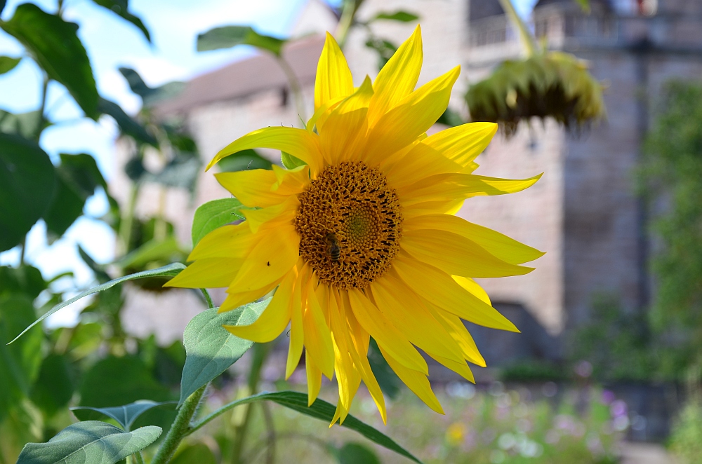 DS7_4549.jpg