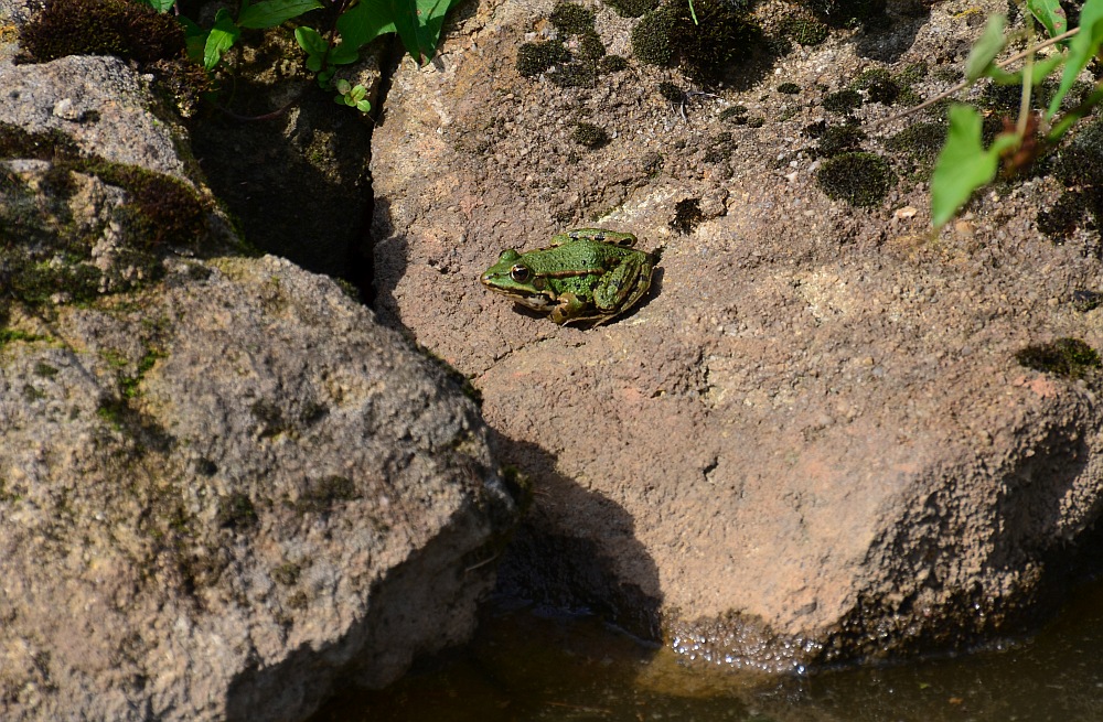 DS7_4603.jpg