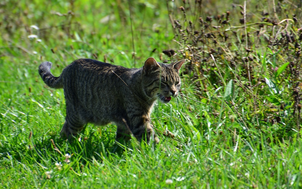 DS7_4605.jpg