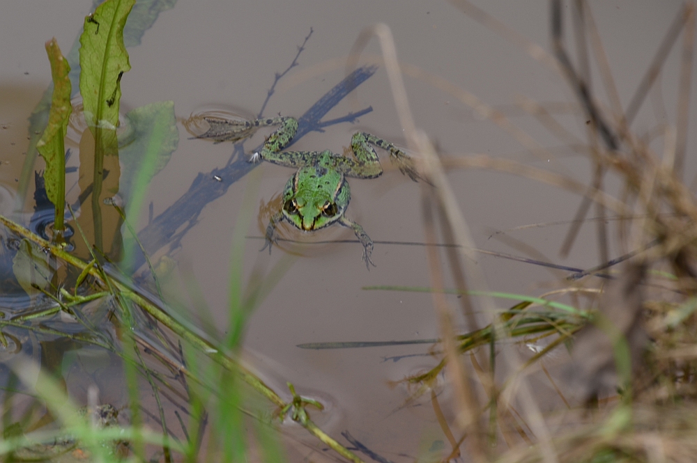 DS7_4634.jpg