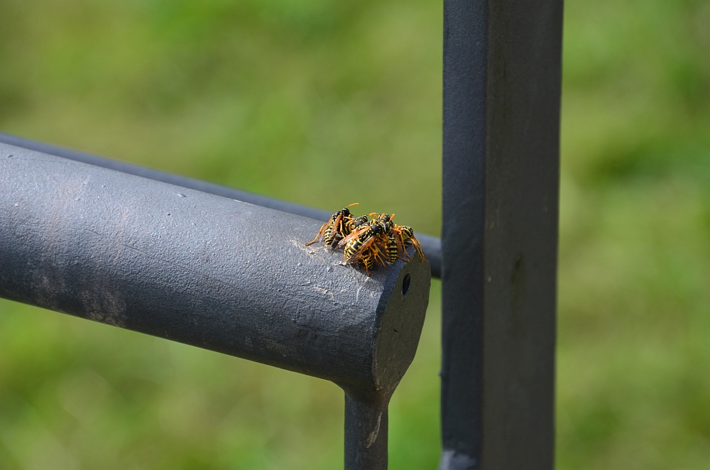 DS7_4661.jpg