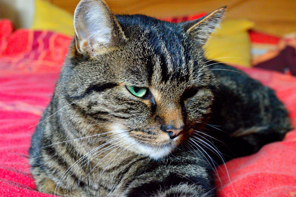 DSC 0004 007 2