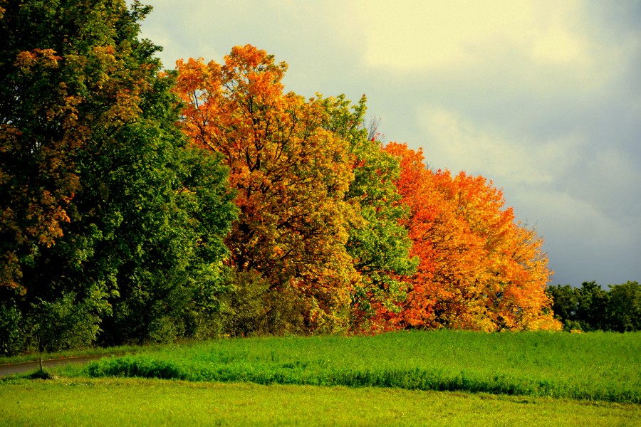 DSC 0005 001
