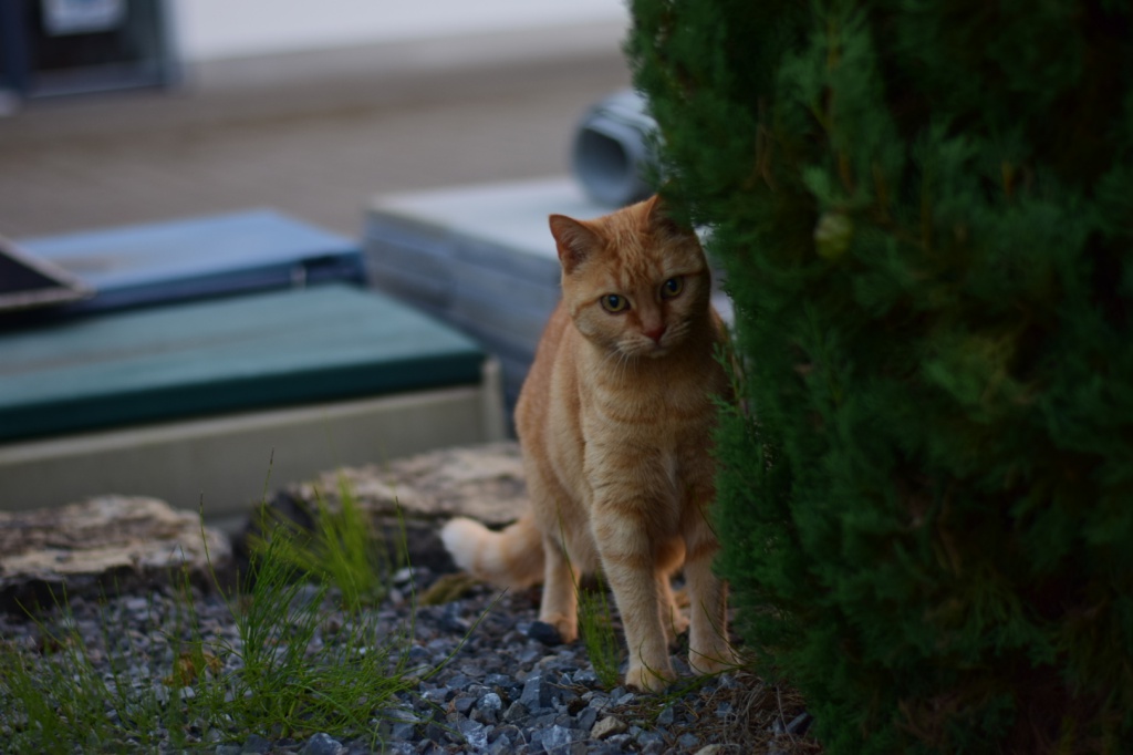 DSC 0006 1