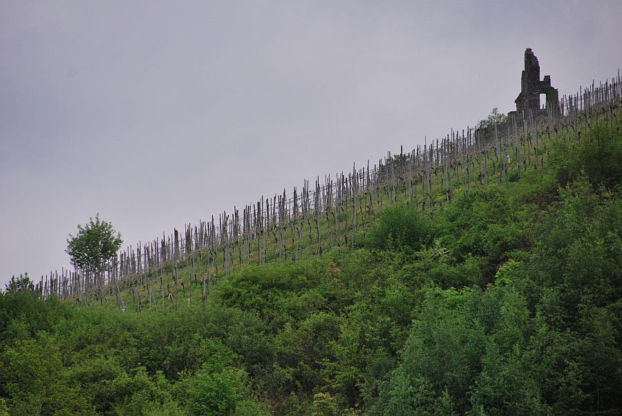 DSC 0006