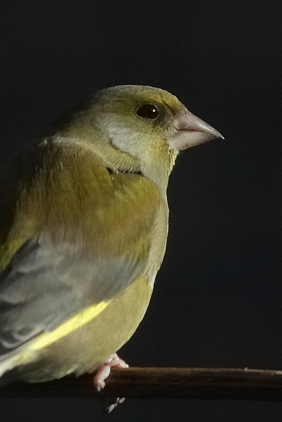 DSC 0007Aa