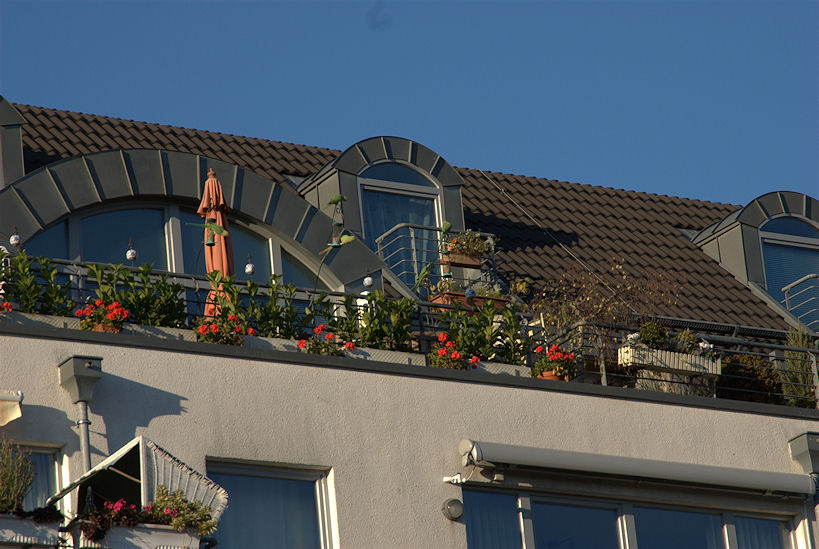DSC 0008