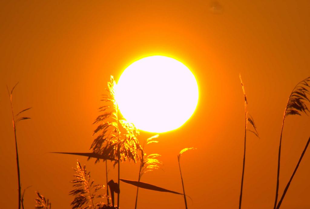 DSC 0009 1