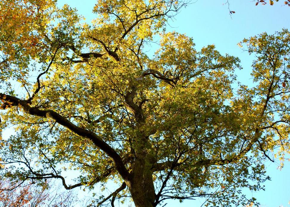 DSC 0010 Baum 1a