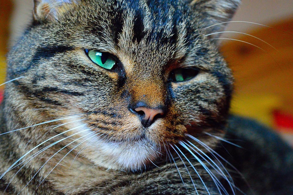 DSC 0013 012 2
