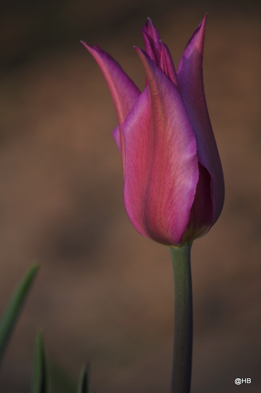 DSC 0021