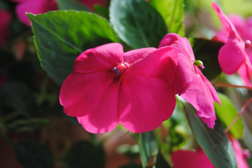 DSC 0028 808x541