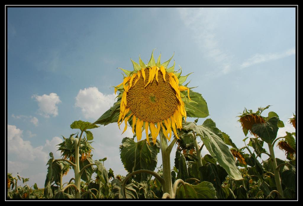 DSC 0032