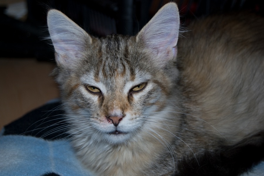 DSC 0041