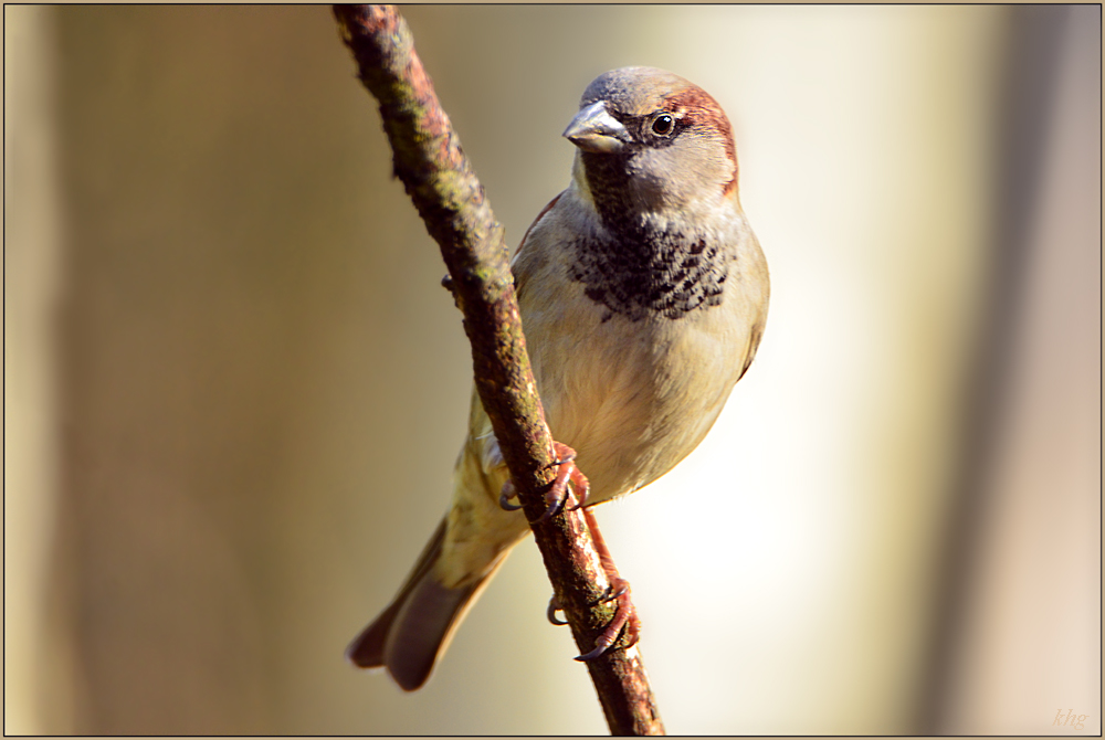 DSC 0060 Spatz