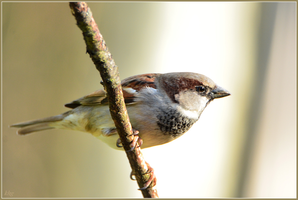 DSC 0061 Spatz
