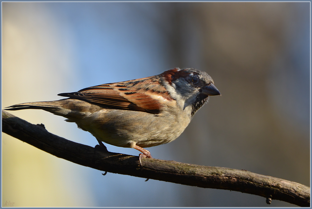 DSC 0062 Spatz