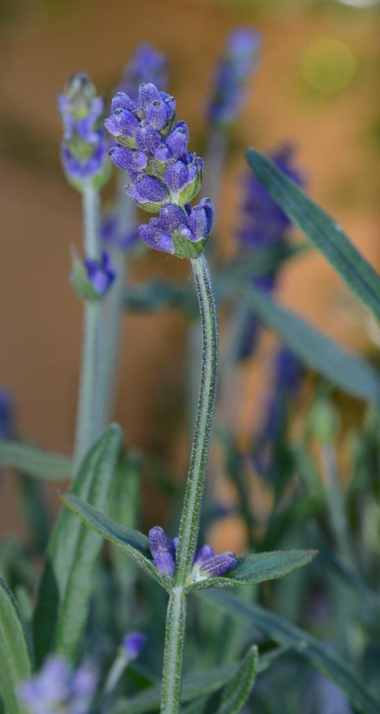 DSC 006471
