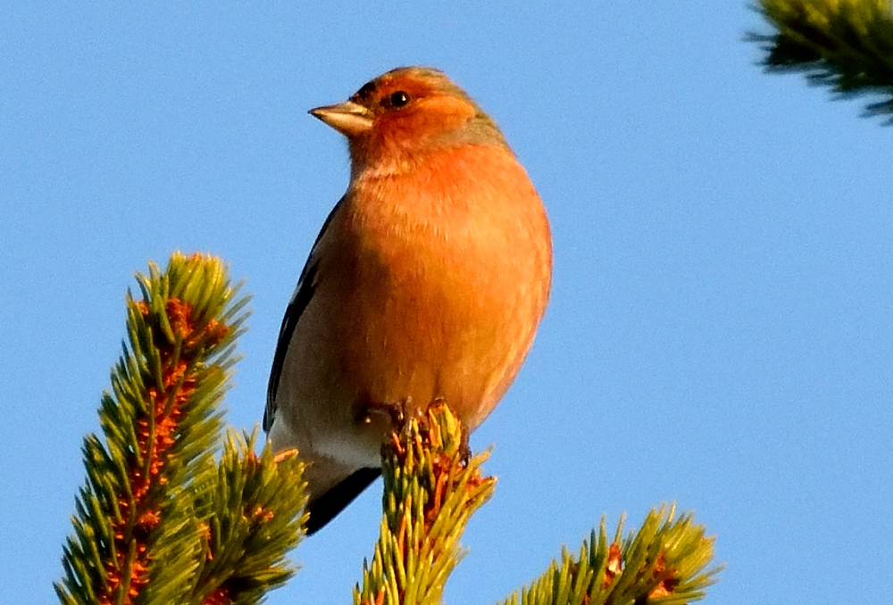 DSC 0067