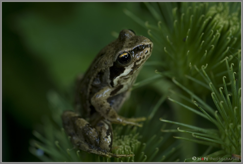 DSC 0069 Grasfrosch NFF