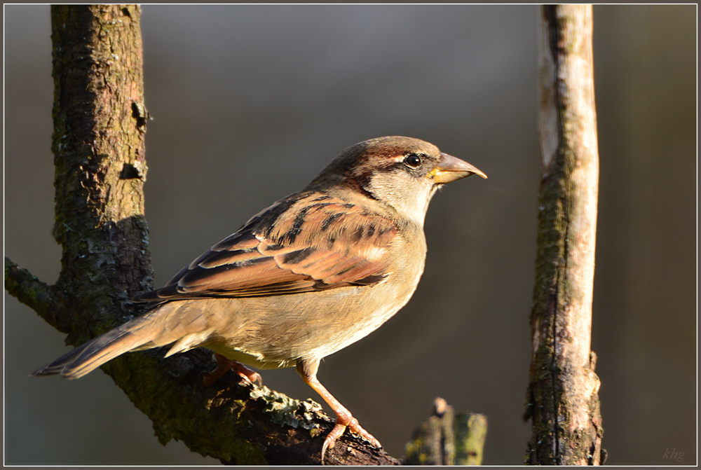 DSC 0069 Spatz