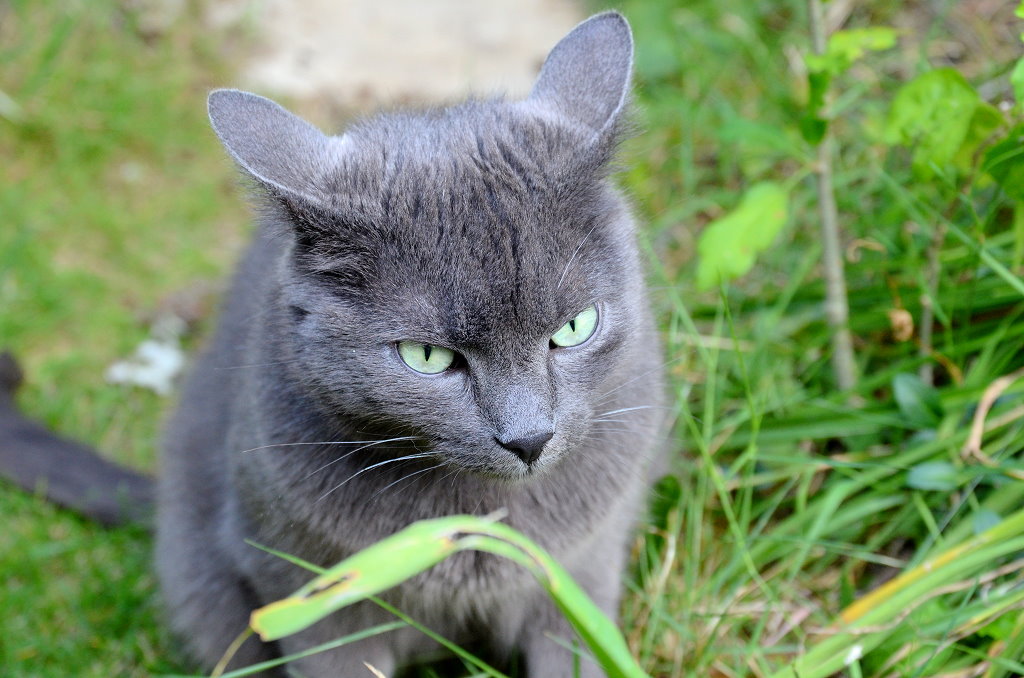 DSC 007060