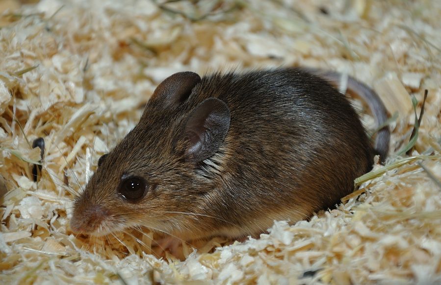 DSC 0074 01