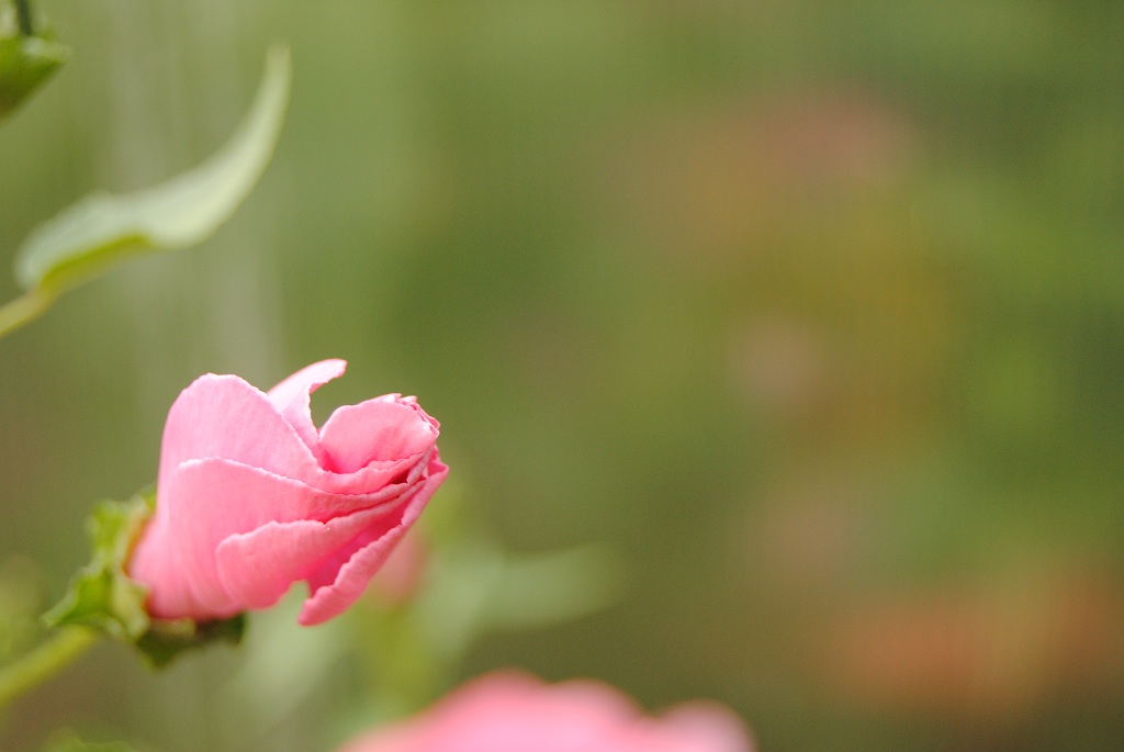DSC 0074a