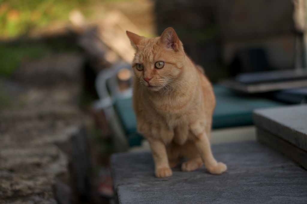 DSC 0078 1