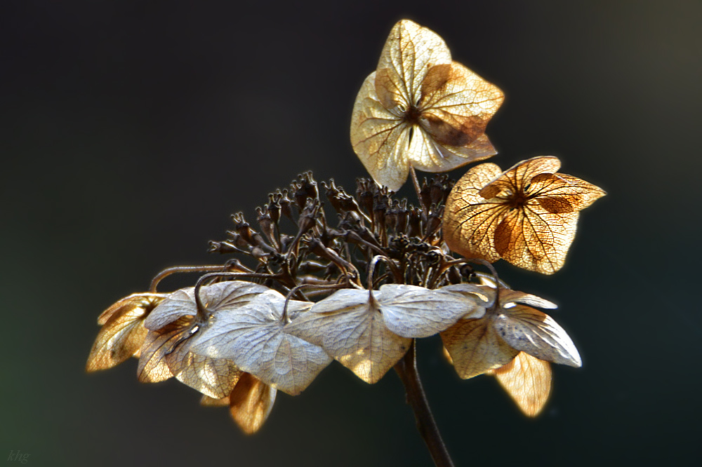 DSC 0085 Winterblüte