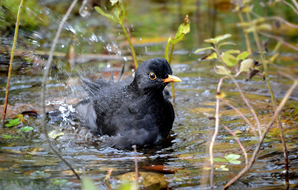 DSC 0086 Amsel 1000
